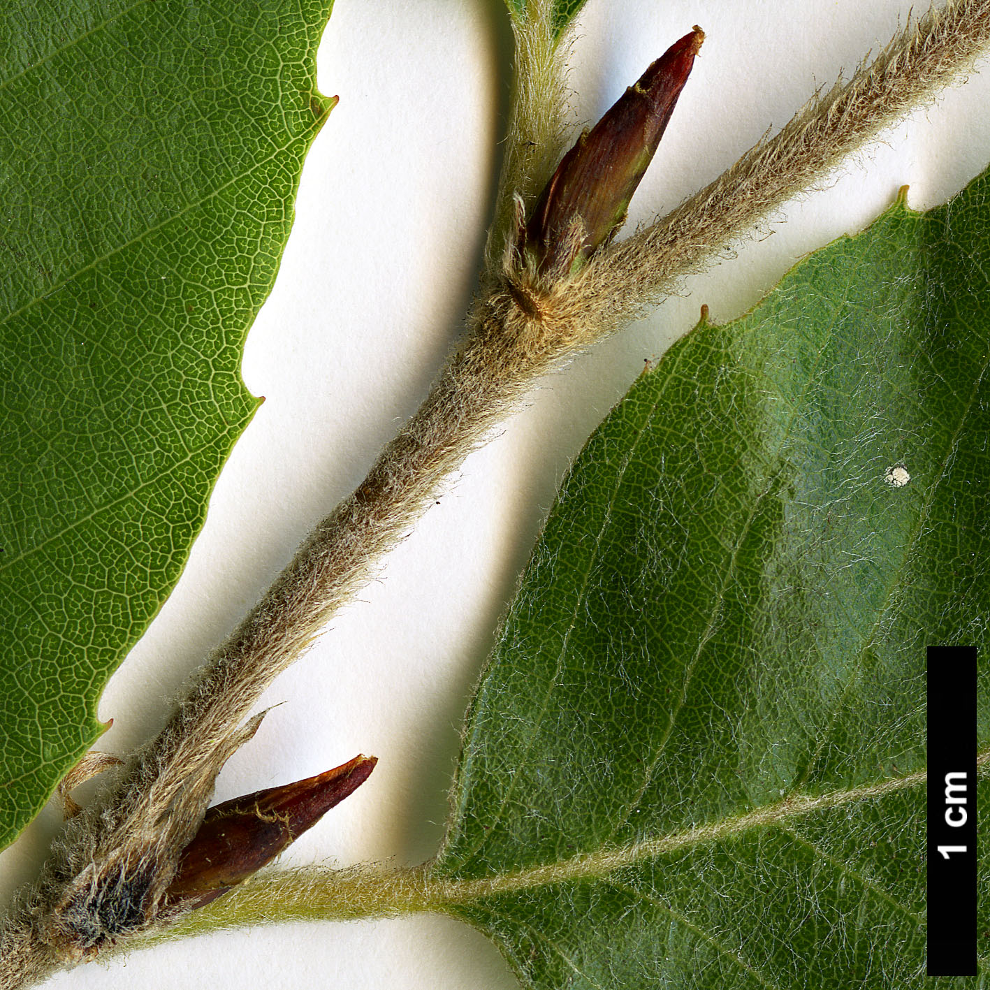 High resolution image: Family: Nothofagaceae - Genus: Nothofagus - Taxon: alessandrii